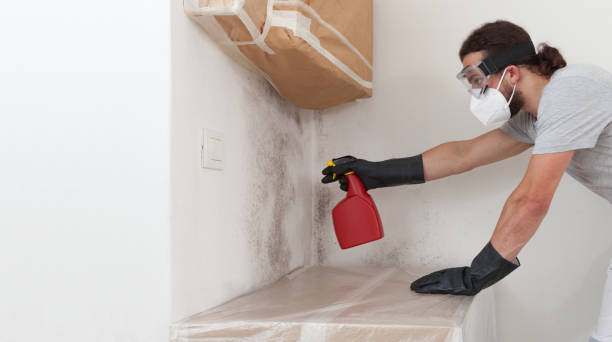 Professional Basement Mold Remediation technician working in Arlington Heights, PA