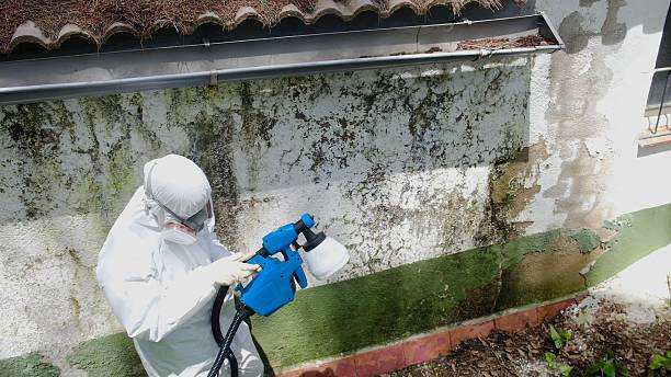 Top rated local Basement Mold Remediation specialists in Arlington Heights, PA